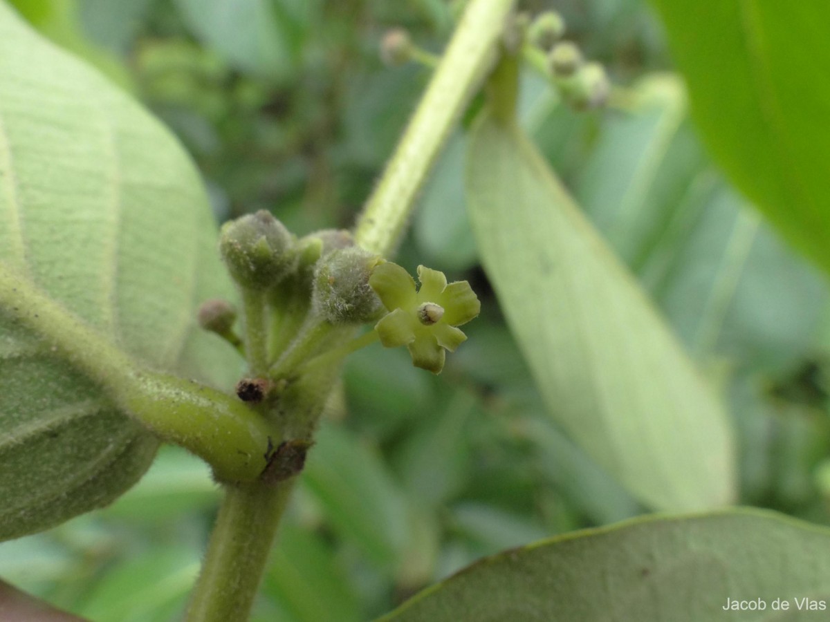 Glochidion zeylanicum var. tomentosum (Dalzell) Trimen